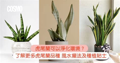 虎尾蘭室內風水|虎尾蘭｜助淨化家居環境？一文了解品種/風水擺法及 